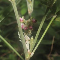 Flemingia macrophylla (Willd.) Kuntze ex Merr.